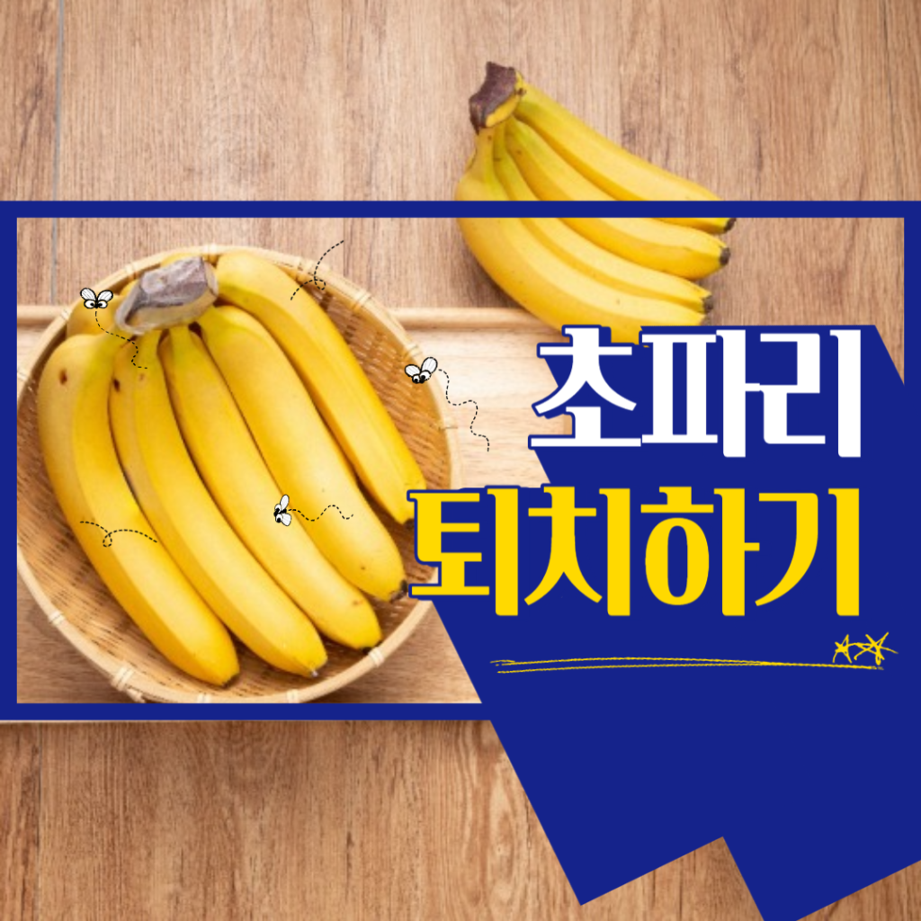 초파리 퇴치하는 방법. 초파리 박멸 - All Honey Tip