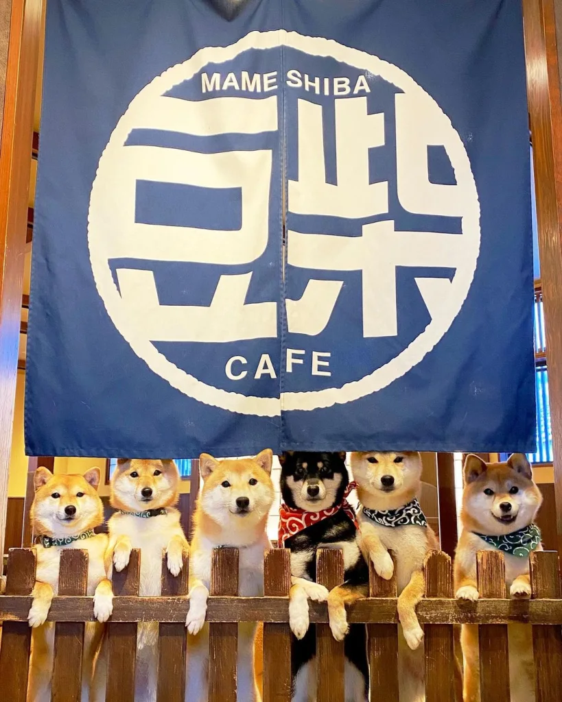 후쿠오카 버스투어 | 인디고 트래블로 유후인-유후다케-히타-다자이후 다녀온 후기 38 마메시바 카페