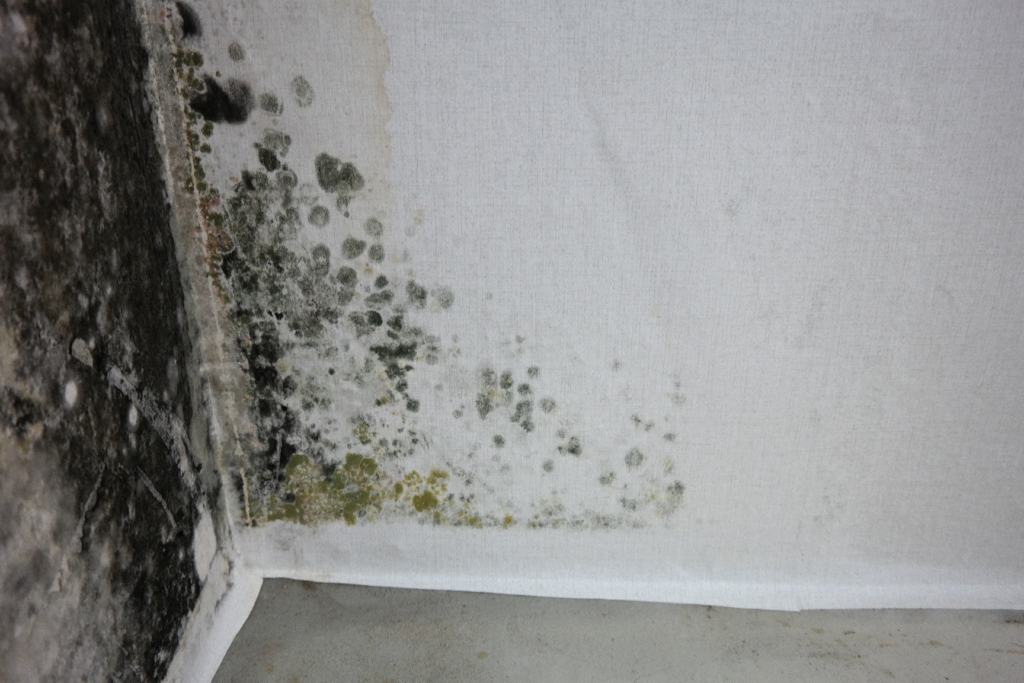 벽 곰팡이