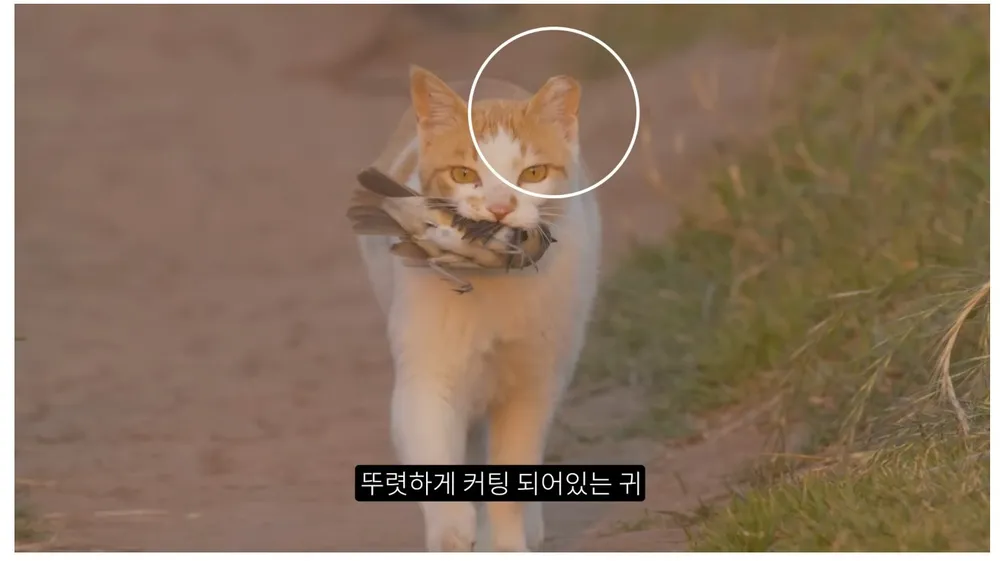길고양이 살처분 논란 | 국회까지 간 논쟁, 사실은 정반대였습니다 8 image 7