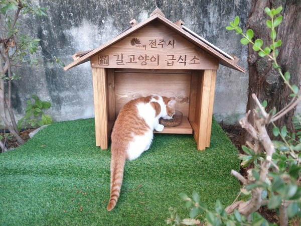 길고양이 살처분 논란 | 국회까지 간 논쟁, 사실은 정반대였습니다 9 image 8